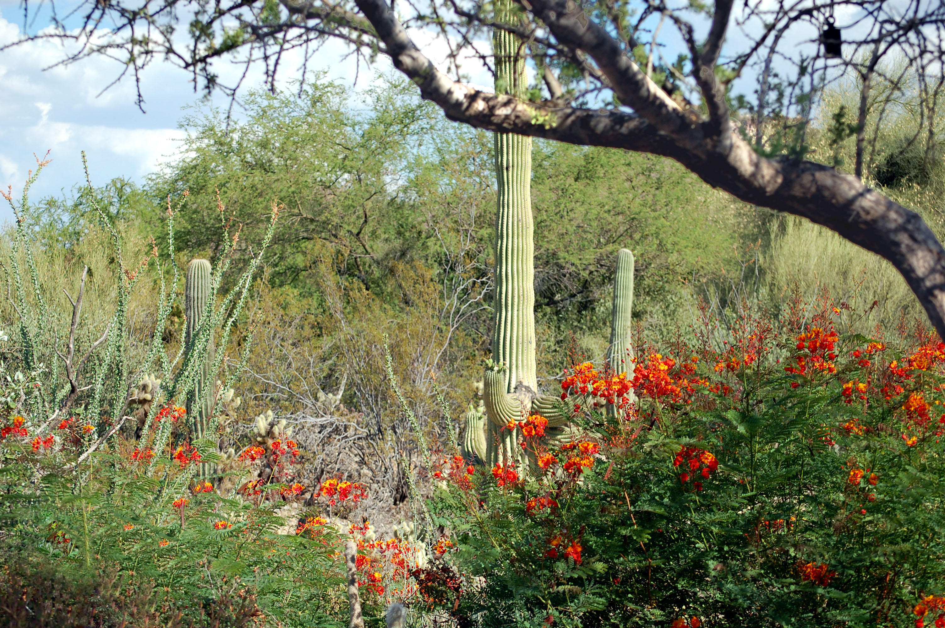 Photo of the desert with colorful flowers and cacti