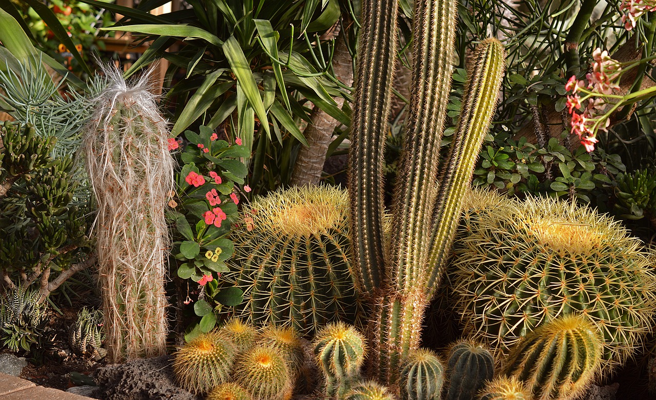Different cactus varieties planted in a garden.