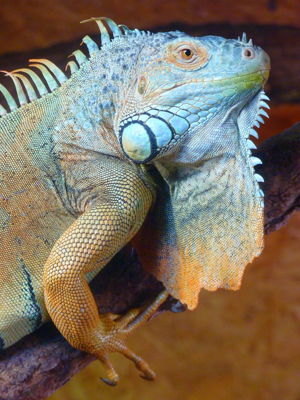 Close up of a blue iguana.