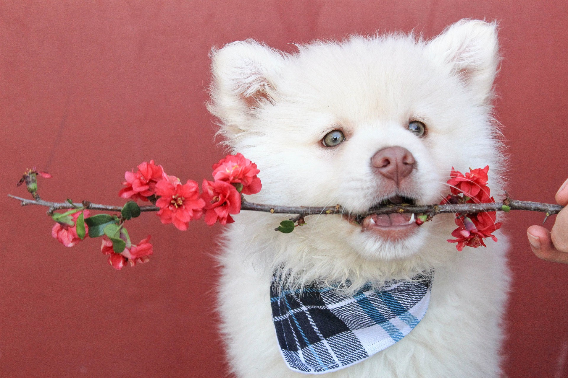 White dog wearing a blue and white bandana holding a branch with flowers in its mouth