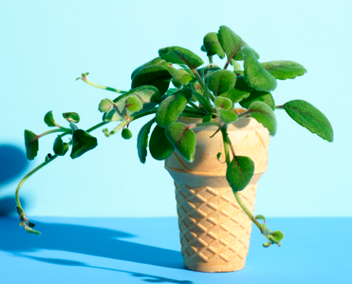 Ice Cream cone plant 