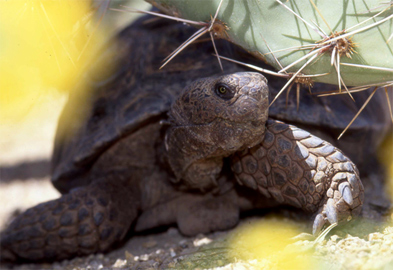 Desert Tortoise.