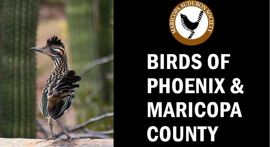 birds of Maricopa county