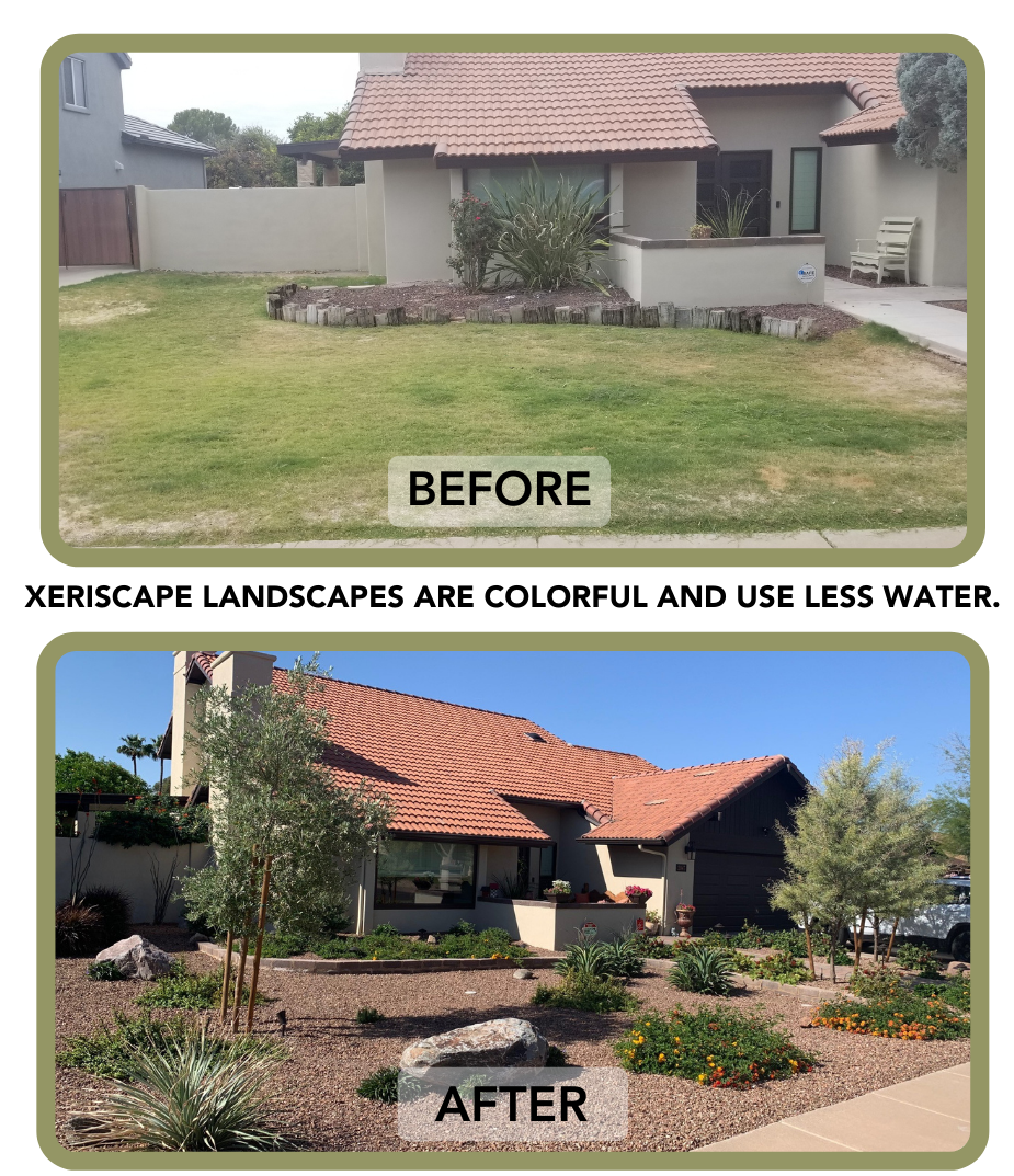 Before and After photo of a front yard going from grass to xeriscape