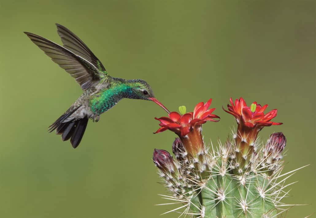 green and black hummingbird with beak in red cactus flower