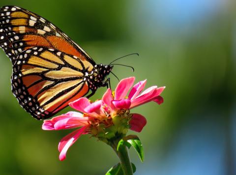 Monarch Butterfly Perched on a Pink Zinnia