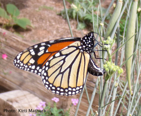 Asclepias subulata, monarch Kirti Mathura credit