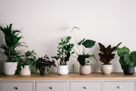 A row of houseplants.