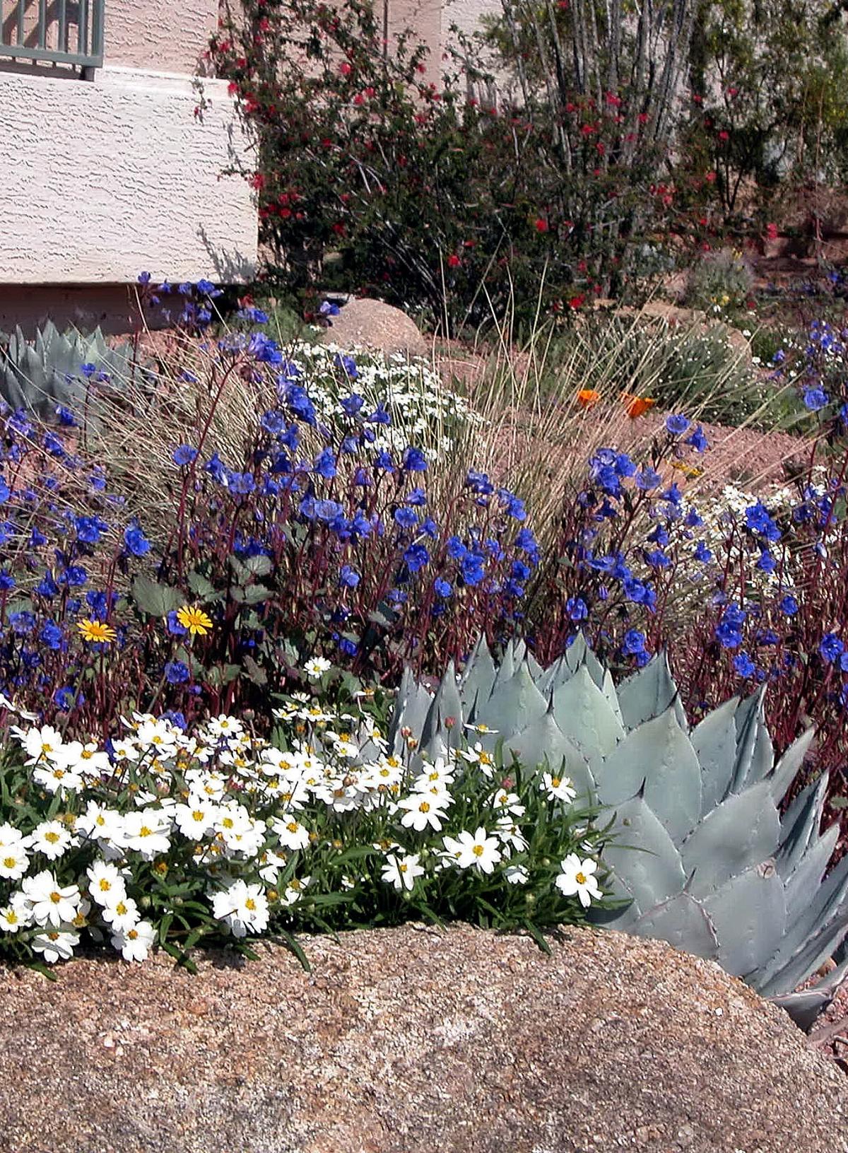 xeriscape