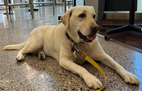 Poppy at ASU's Hayden Library