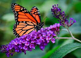 Monarch Butterfly