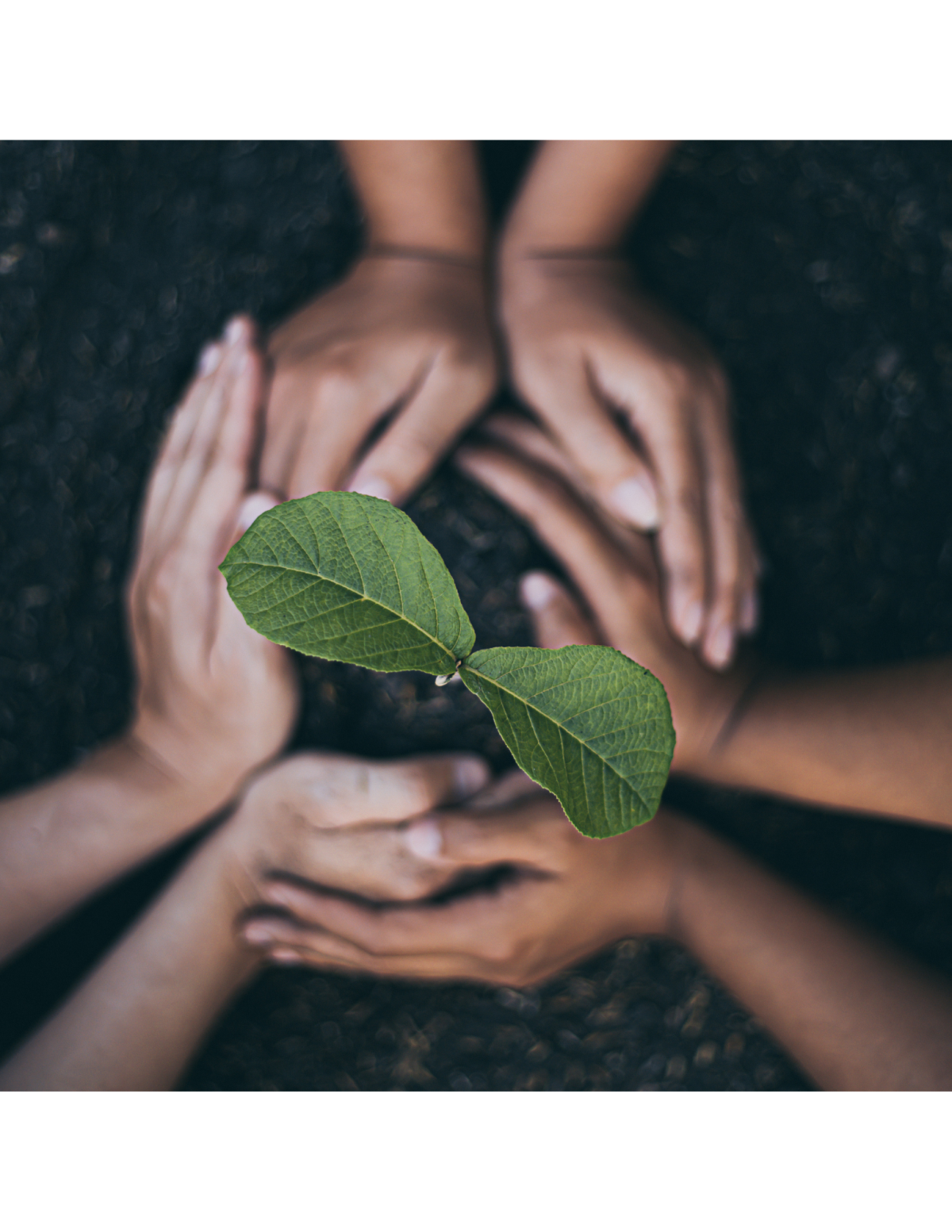 Three pairs of multicultural hands around a plant