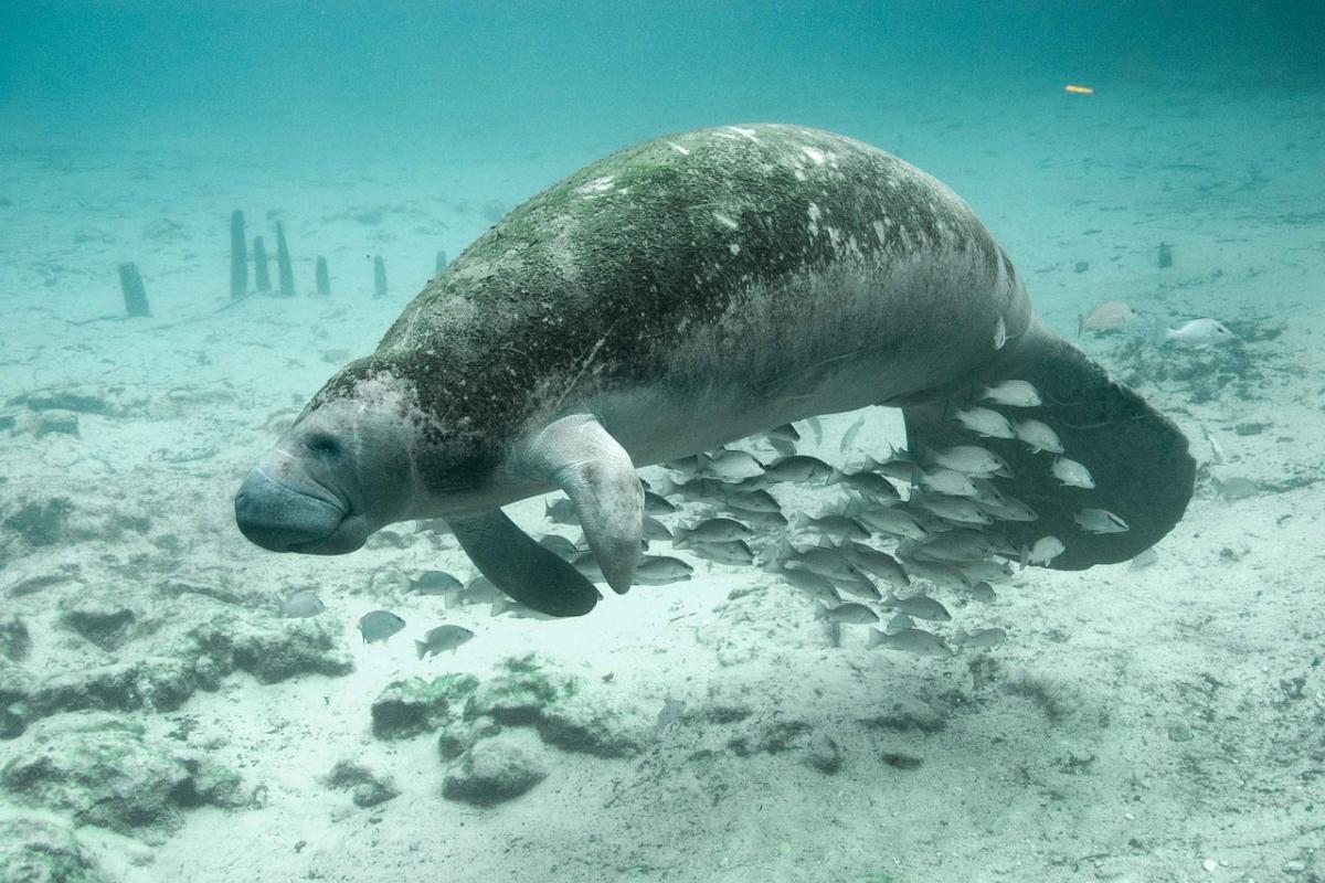 manatees