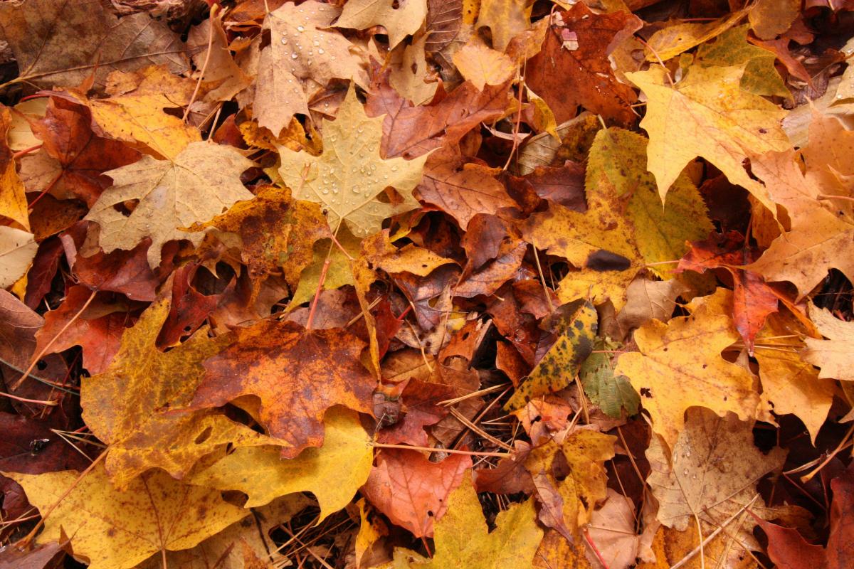 A pile of fall leaves